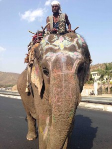 car elephant-2