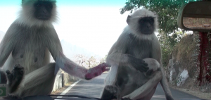 monkeys on car