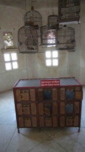 pigeon cage